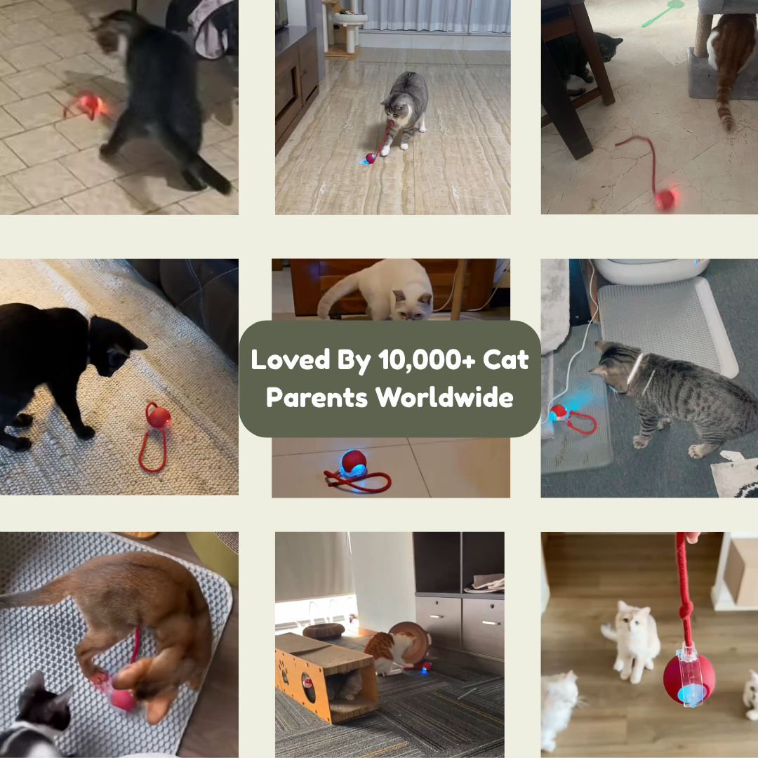 Interactive Smart Ball - The Ultimate Cat Bore-Buster ⚡