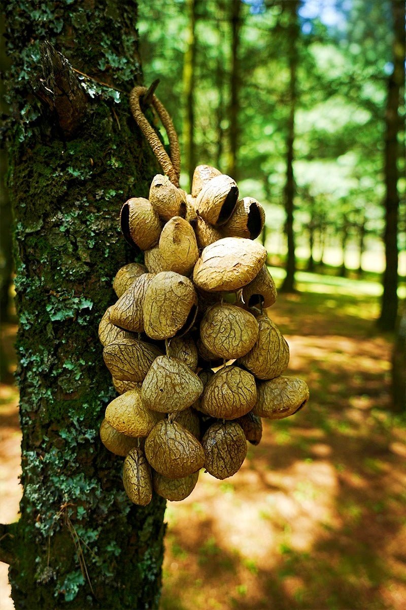 Pangi Breeze™ DIY Natural Shell Wind Chime Kit for Meditation & Relaxing Spaces
