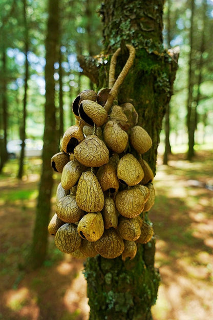 Pangi Breeze™ DIY Natural Shell Wind Chime Kit for Meditation & Relaxing Spaces