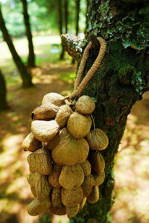 Pangi Breeze™ DIY Natural Shell Wind Chime Kit for Meditation & Relaxing Spaces
